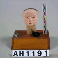 藏品(頭髮尾)的圖片